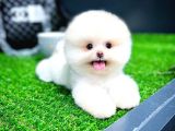 Irk Ve Sağlık Garantili Pomeranian Boo Yavrularımız