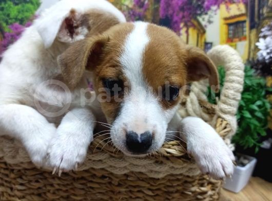 A Kali̇te Jack Russel Yavrularimiz görsel