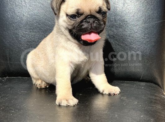 Orji̇nal Pug Mops Yavrulari görsel