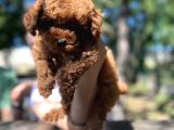 Red Toy Poodle Bebekler