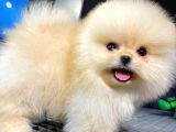 Ayı Surat Pomeranian Boo Yavrularımız