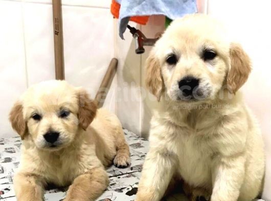 Vecihiden Safkan Golden Bebekler görsel