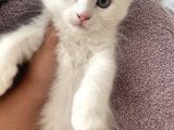 Van İran Kedi̇si̇ Kirma