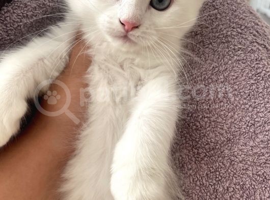 Van İran Kedi̇si̇ Kirma görsel