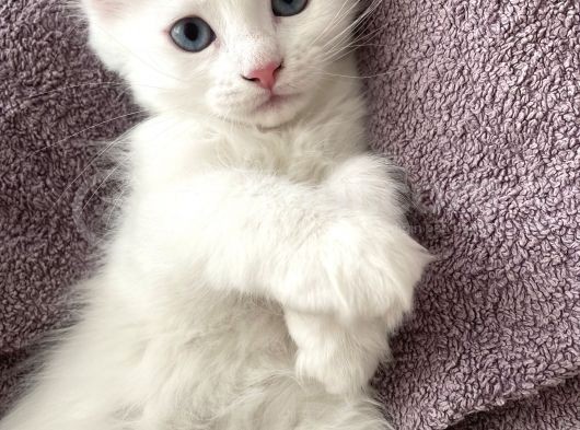 Van İran Kedi̇si̇ Kirma