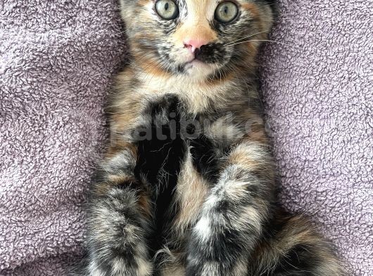 2Aylık Van Kedisi Iran Kedisi Kırma görsel