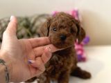 Red Toy Poodle Bebekler