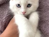 Van İran Kedi̇si̇ Kirma