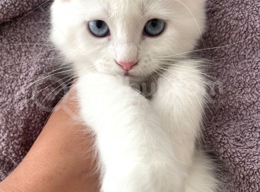 Van İran Kedi̇si̇ Kirma görsel