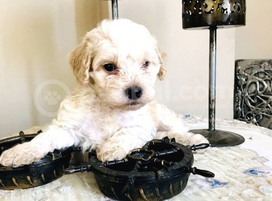 Maltipoo Kuzucuklarım
