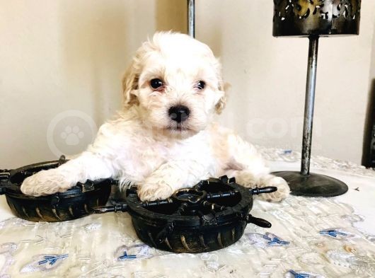 Maltipoo Kuzucuklarım görsel