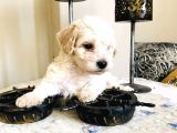 Maltipoo Kuzucuklarım