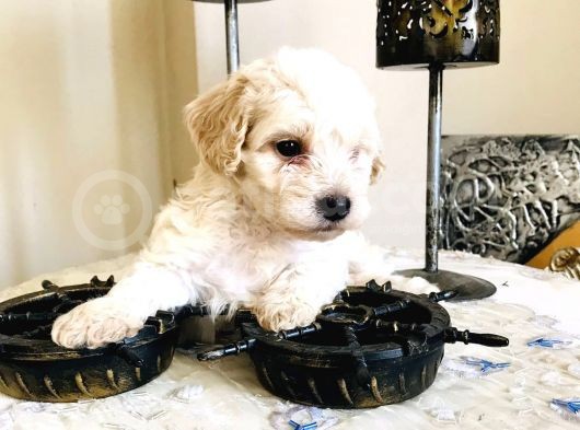 Maltipoo Kuzucuklarım görsel