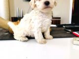 Maltipoo Kuzucuklarım