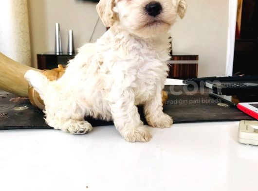 Maltipoo Kuzucuklarım görsel