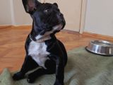 3 Aylık French Bulldog