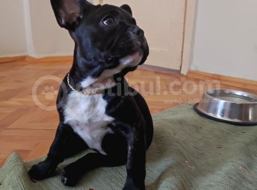 3 Aylık French Bulldog görsel