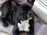 3 Aylık French Bulldog