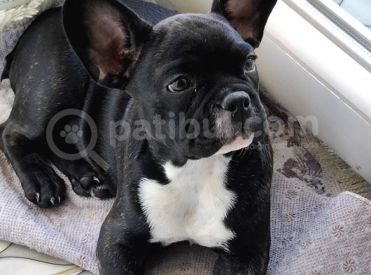 3 Aylık French Bulldog görsel