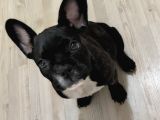 3 Aylık French Bulldog