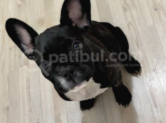 3 Aylık French Bulldog görsel