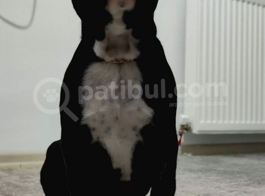 3 Aylık French Bulldog