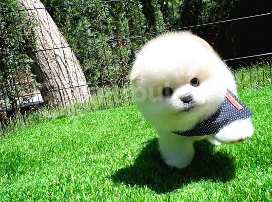 Aa Kalite Safkan  Pomeranian Oğlumuz