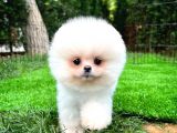 Aa Kalite Safkan  Pomeranian Oğlumuz