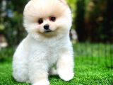 Aa Kalite Safkan  Pomeranian Oğlumuz