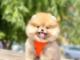 Teddy Face Pomeranian Boo Bebekler