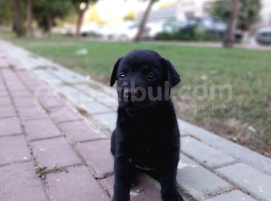 1 Aylık Dişi Labrador Yavrusu görsel