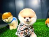 Ayı Surat Pomeranian Boo Yavrularımız