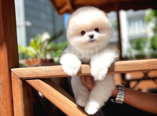 Ayı Surat Pomeranian Boo Yavrularımız görsel