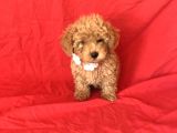Orji̇nal Toy Poodle Yavrular