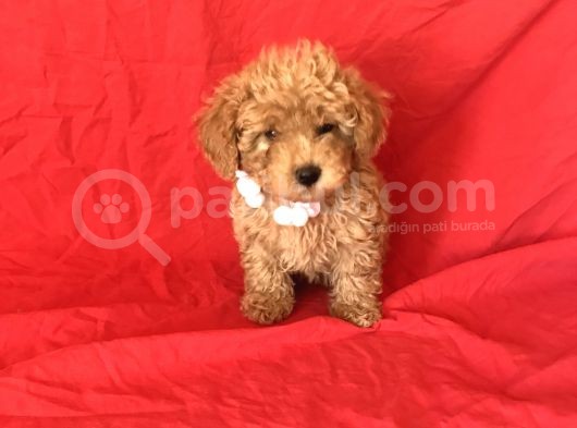 Orji̇nal Toy Poodle Yavrular görsel