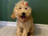 10 Aylık Dişi Minyatür Poodle
