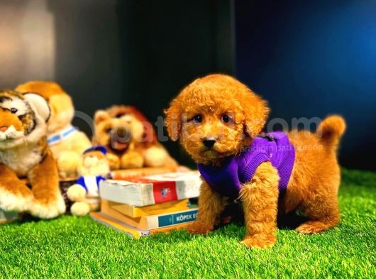 Toy Poodle Yavrularımız