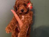 Safkan Di̇şi̇ Erkek Toy Poodle Yavrular