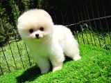Ayı Surat Pomeranian Boo Yavrularımız