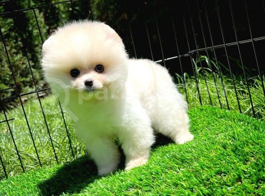 Ayı Surat Pomeranian Boo Yavrularımız görsel
