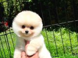 Ayı Surat Pomeranian Boo Yavrularımız