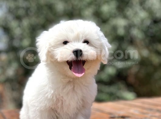 0 Numara Maltese Bebekler