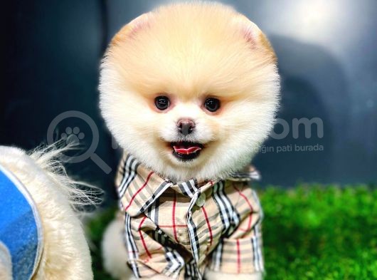Ayı Surat Pomeranian Boo Yavrularımız görsel