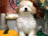Sağlik Ve Irk Garanti̇li̇ Show Kali̇te Toy Poodle Yavrularim