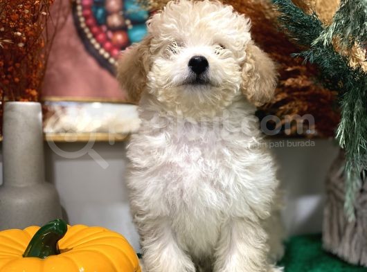 Sağlik Ve Irk Garanti̇li̇ Show Kali̇te Toy Poodle Yavrularim görsel