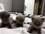Kalite Scottish Fold Erkek Ve Dişi Gören Hayran