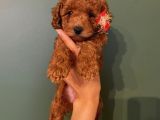 Safkan Di̇şi̇ Erkek Toy Poodle Yavrular