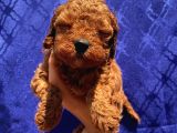 Safkan Di̇şi̇ Erkek Toy Poodle Yavrular