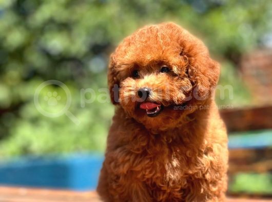 Efsane Guzellikte Poodle Bebeklerimiz görsel