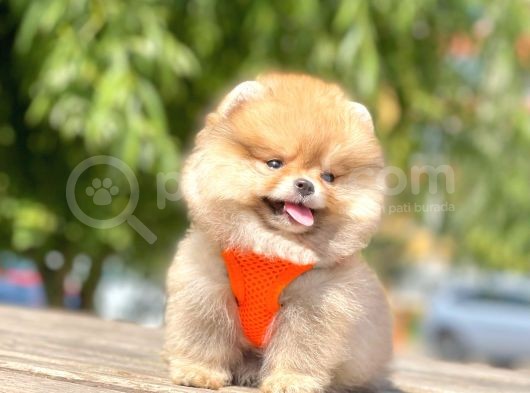 Teddy Face Pomeranian Boo Bebekler görsel